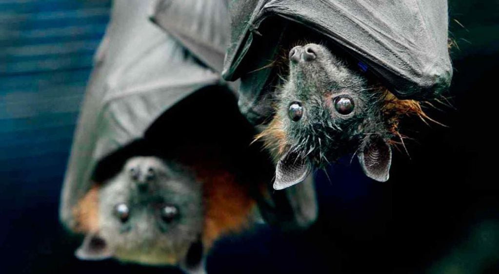 Los murciélagos también transmiten la rabia