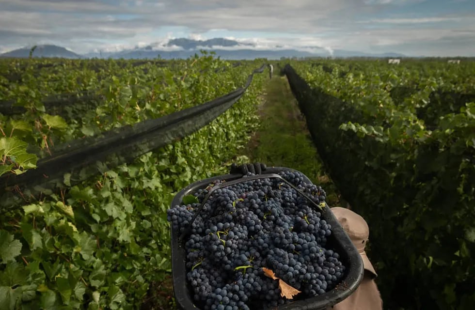 Alrededor de 1.400 firmas se vieron beneficiadas, la principal es una ligada al rubro vitivinícola. Foto: Ignacio Blanco / Los Andes