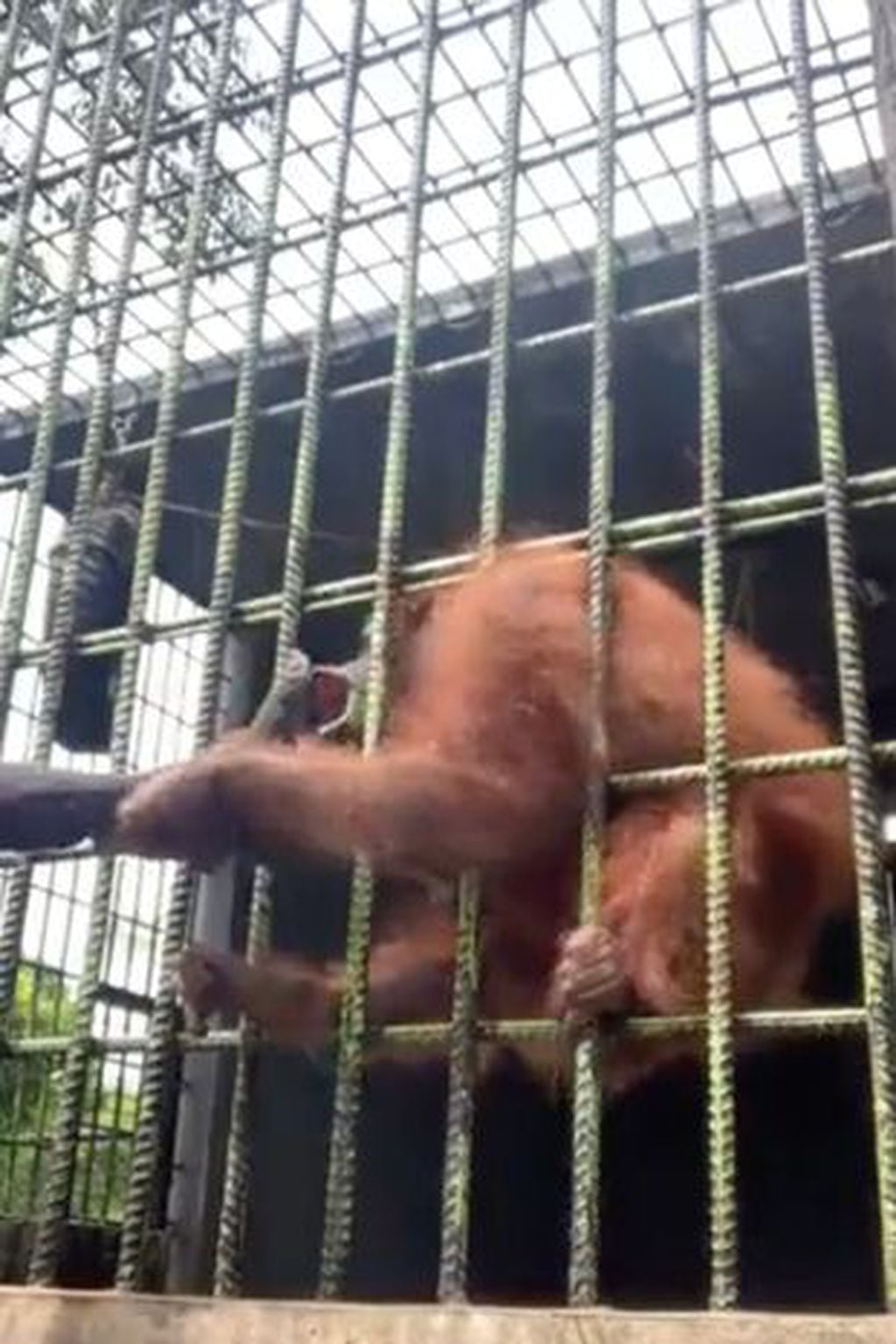 Un orangután atrapó a un turista en un zoológico y casi le arranca la pierna.