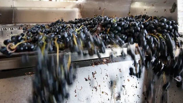 Bajo precio. El valor de la uva se ha visto afectado por el exceso de oferta y la caída de ventas. Ignacio Blanco / Los Andes