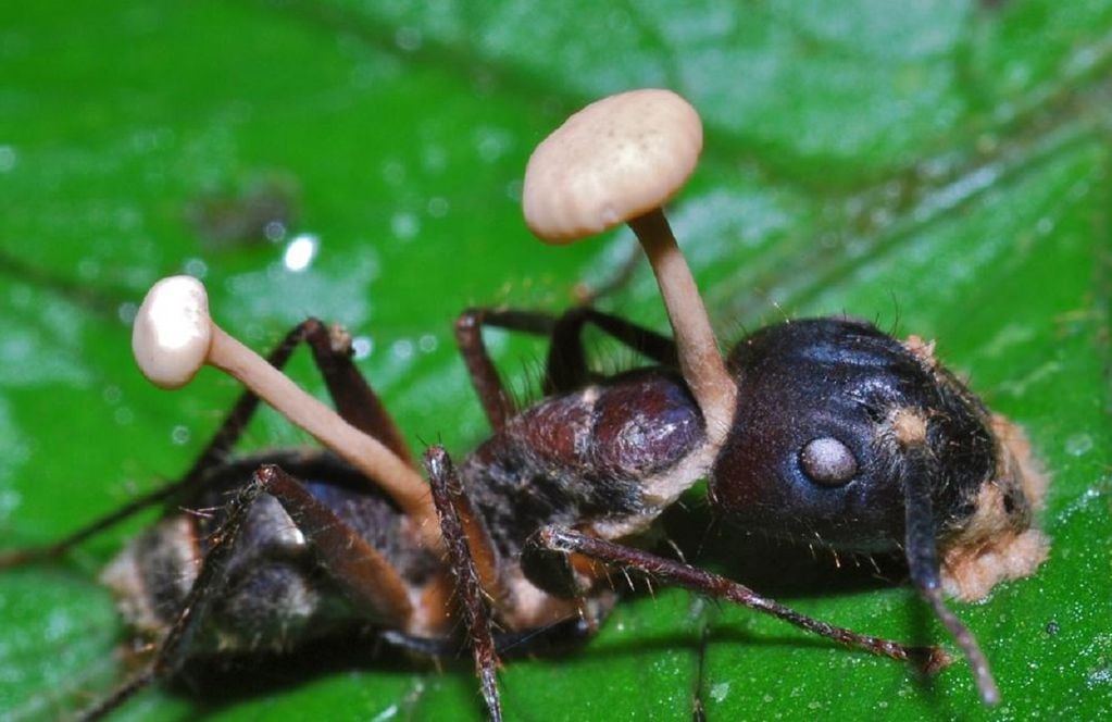 Una hormiga afectada por Ophiocordyceps unilateralis (Cordyceps) (Web)
