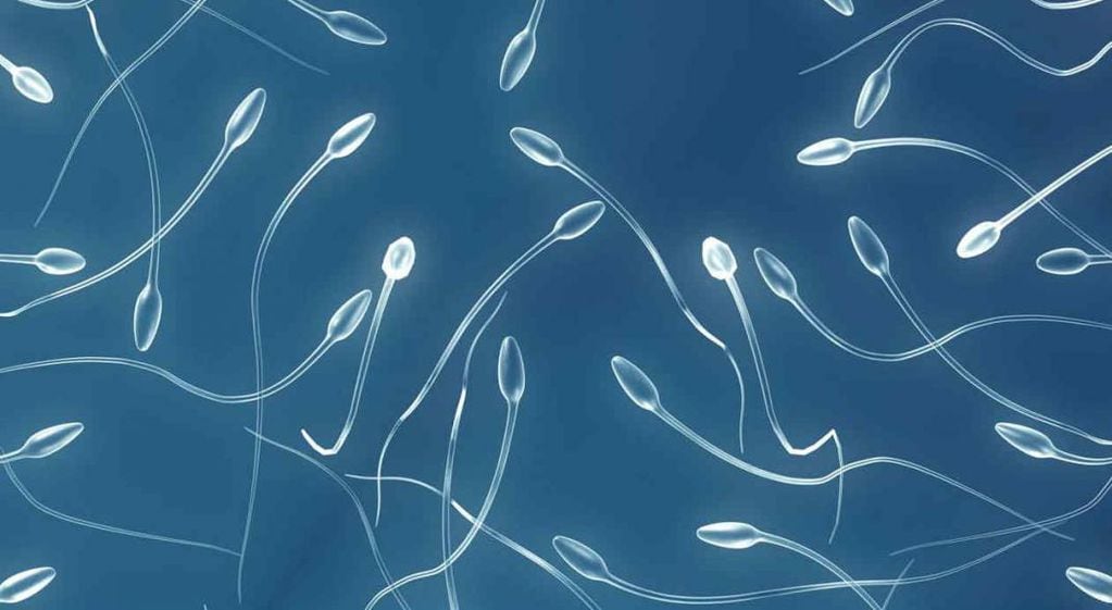 Las pautas de las hospitales exigen a un donante de esperma hacerlo un máximo de 25 veces con éxito o ayudar a 12 familias en total. 