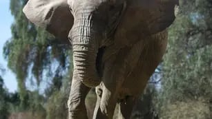 Elefanta Kenia