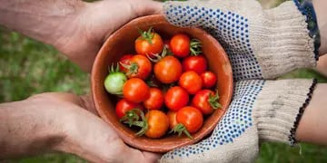 Paso a paso cómo plantar tomates en botellas de plástico colgantes