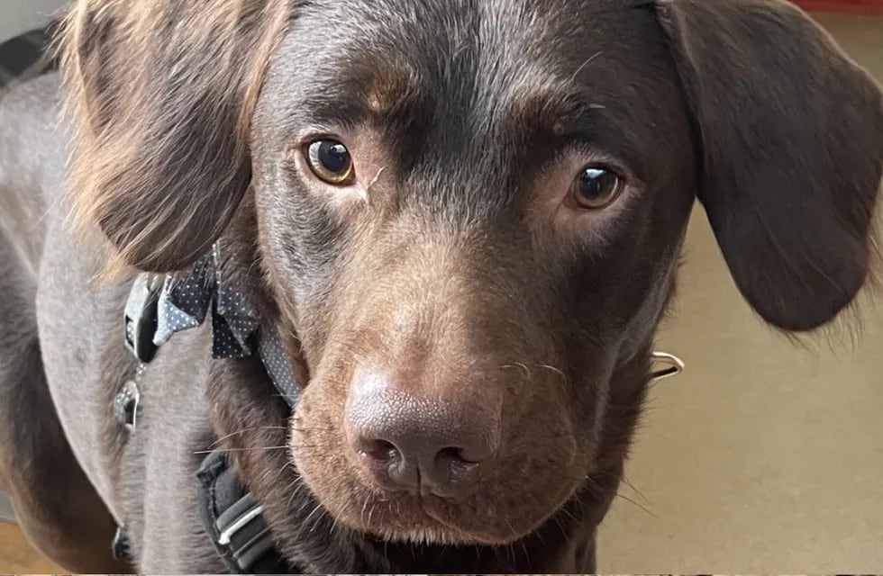 Un perrito murió por alcoholismo en Inglaterra: qué riesgos tiene el alcohol en las mascotas y por qué no hay que darles. Foto: Woodside Animal Rescue Trust en Plympton
