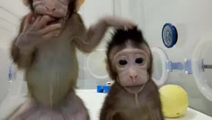 Esto  ofrece la posibilidad de investigar con poblaciones personalizables de monos genéticamente uniformes. 