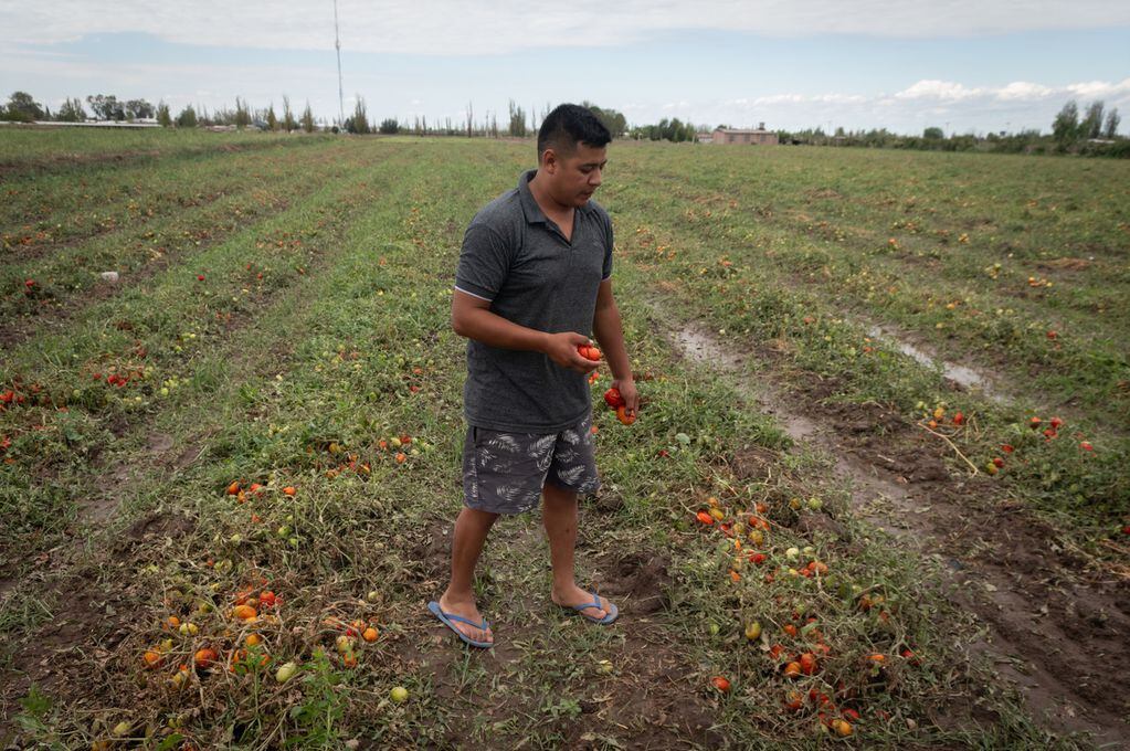 Elia Polo camina sobre lo que fue una plantación de tomates. | Foto: Ignacio Blanco / Los Andes 
