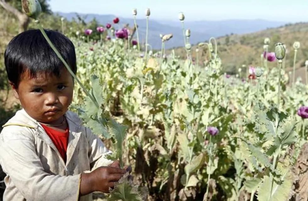 La pobreza y los conflictos armados permanentes han empujado a la población birmana a la producción masiva de opio.