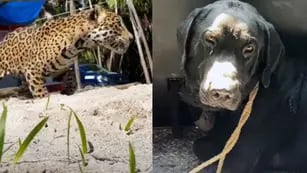 Rescataron a un perro y a un jaguar