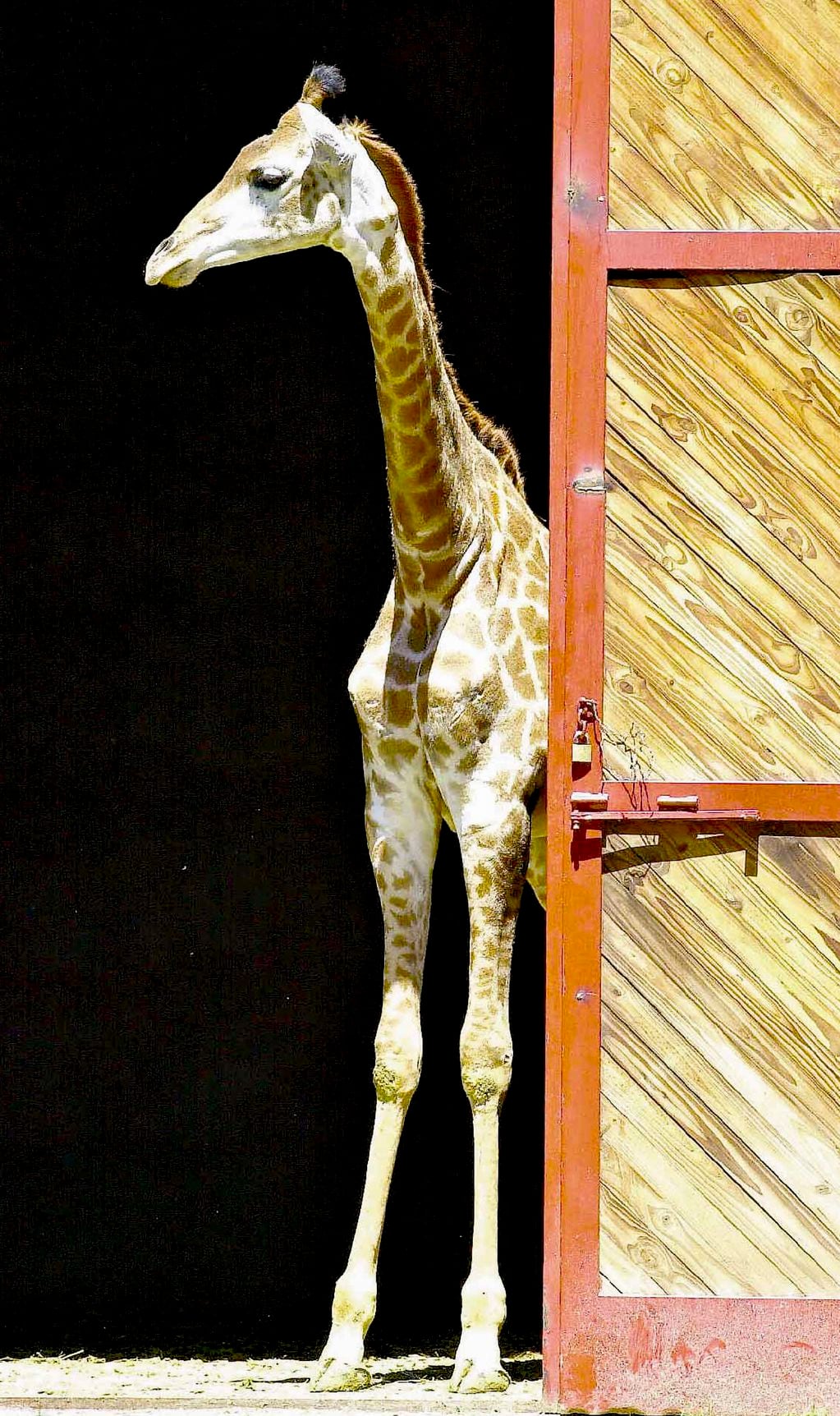 La insólita y triste razón por las que a las jirafas no se las puede trasladar como a Pocha y Guillermina. Foto Archivo Los Andes