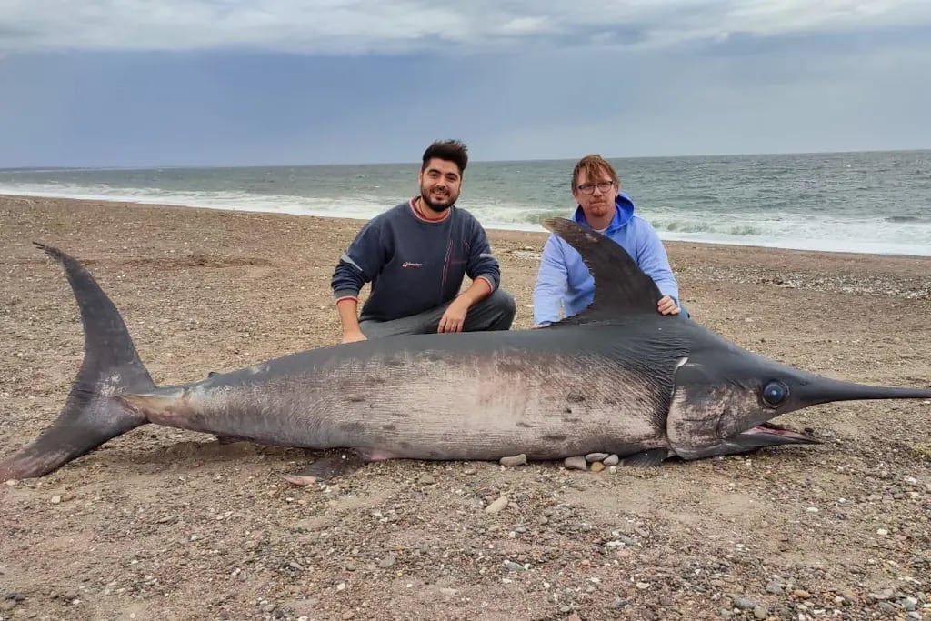 Encontraron un pez espada de casi 300 kilos en Chubut