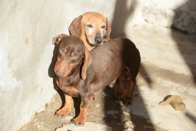 Allanaron otro criadero de perros salchicas y rescataron más de 100 canes