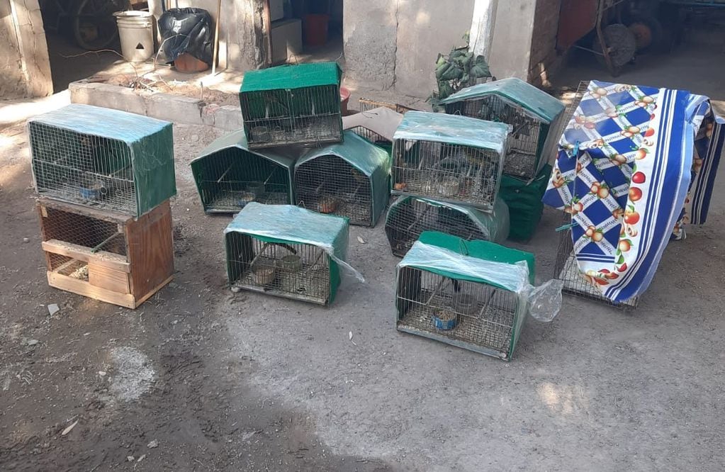 Recuperaron 20 aves silvestres y secuestraron casi 30 jaulas en General Alvear. | Foto: Prensa Ministerio de Seguridad