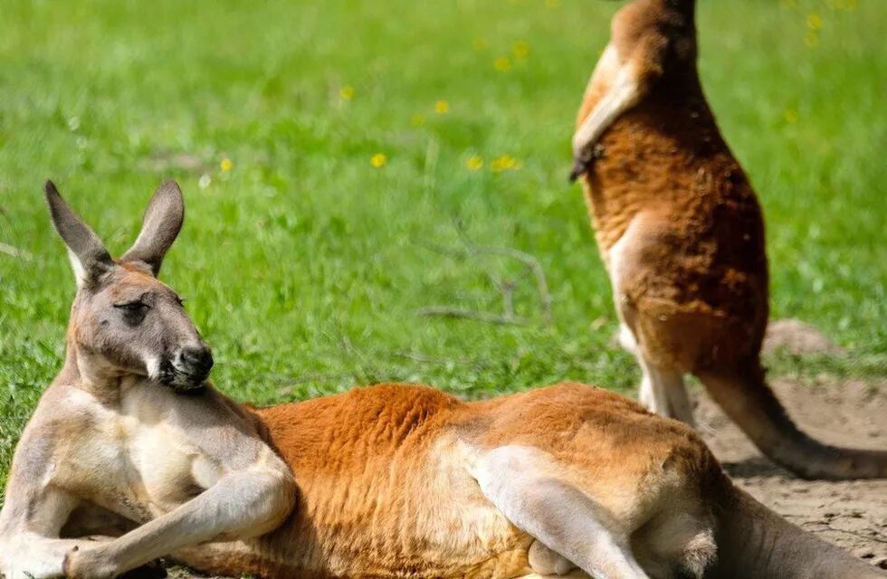 Australia es el hogar de alrededor de 50 millones de canguros. Pueden pesar hasta 90 kg y crecer hasta 2 m de altura.
