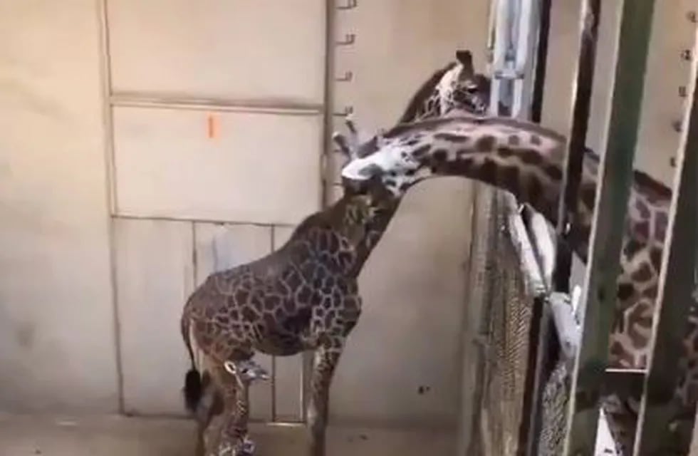 Dos jirafas adultas conocen al nuevo integrante de la familia: una jirafa bebé