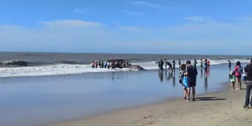 Video: rescatan y devuelven al mar a una ballena de cuatro toneladas en una playa de Villa Gesell