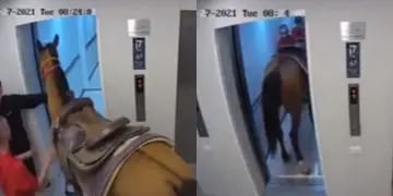 caballo ascensor