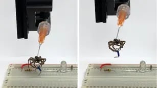 Video: científicos usan arañas muertas para crear garras robóticas