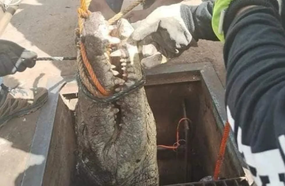 El enorme reptil de 3 metros de largo y 200 kilogramos, fue asegurado con algunas cuerdas. Gentileza: Marca