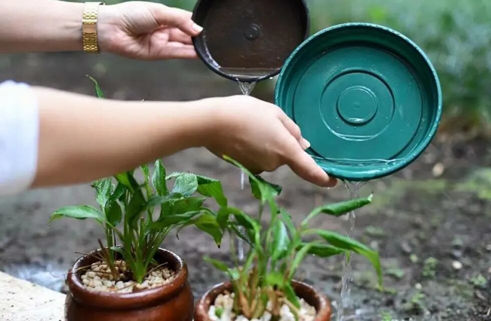 El "descacharrado" es clave para evitar el dengue. Vaciar todos los recipientes que puedan contener agua en patios y jardines también.
