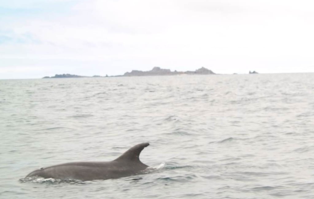 Isla Damas, un paraíso chileno a 110 kilómetros de La Serena y que permite ver delfines, ballenas y pingüinos. Foto: Turismo La Serena.