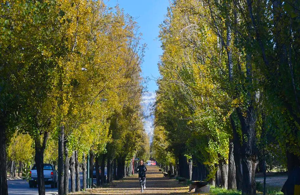 Árboles del Parque General San Martín, alameda sobre Avenida Libertador. Foto: Orlando Pelichotti / Los Andes


Foto Orlando Pelichotti / Los Andes