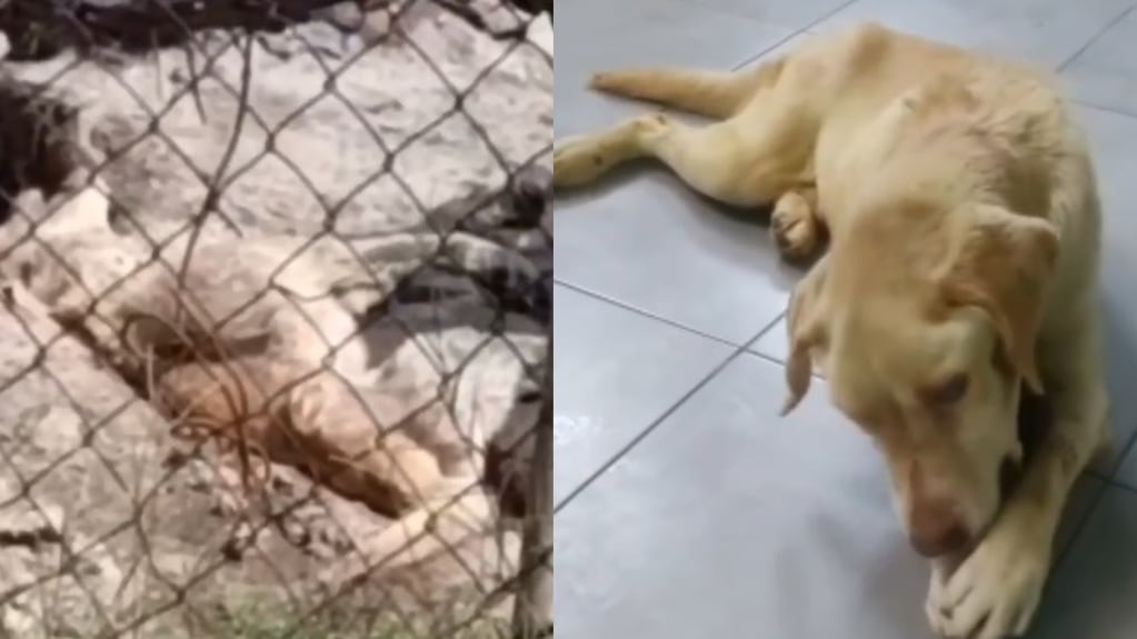El antes y el después de Roque, un perrito rescatado por el refugio "La Casita de Lula". Foto: La Casita de Lula