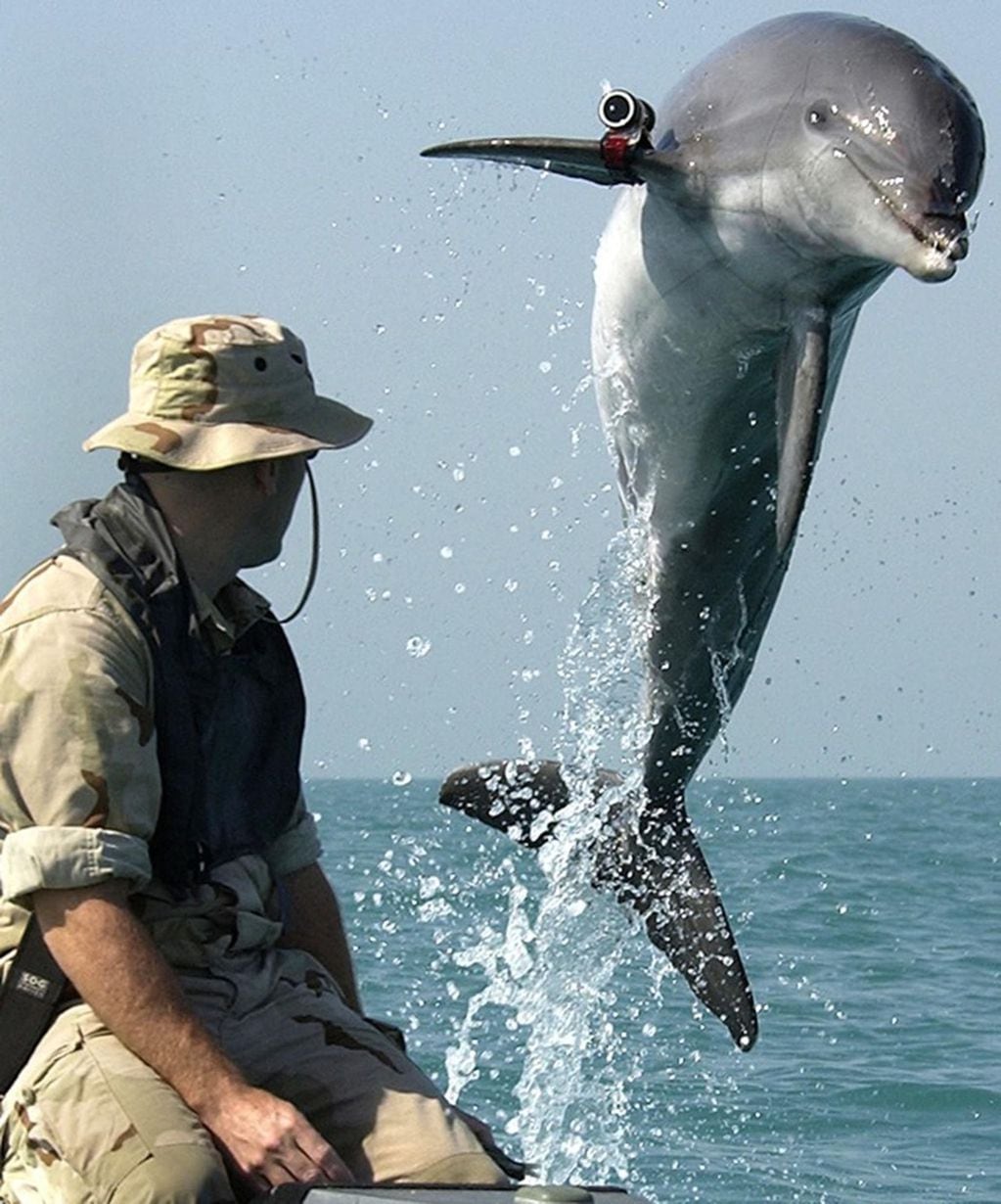 Un soldado de la marina estadounidense entrena a un delfín en el Golfo Pérsico.