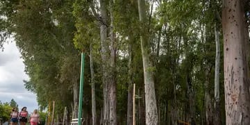 Bosque de Eucaliptus
