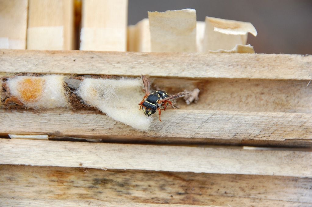 Algunas de las especies de abejas que los investigadores estudiaron en la Reserva Natural Villavicencio. la abeja cortadora de pétalos Megachile ctenophora entrando a una de las trampas nido. Foto: Gentileza / Diego Vázquez.