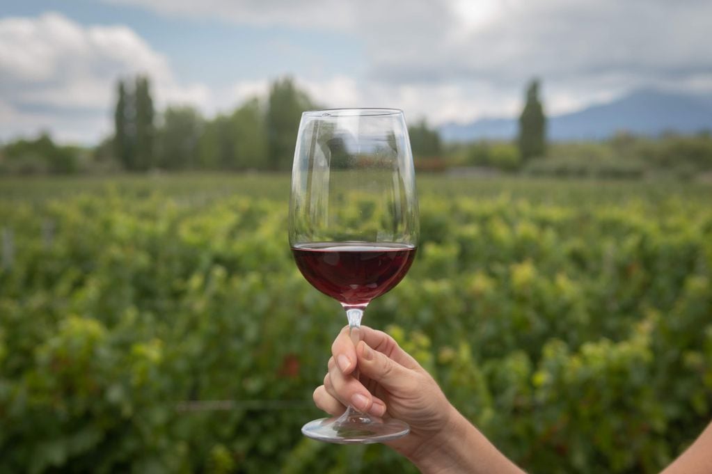 Una copa de vino y las viñas de Mendoza Foto: Ignacio Blanco