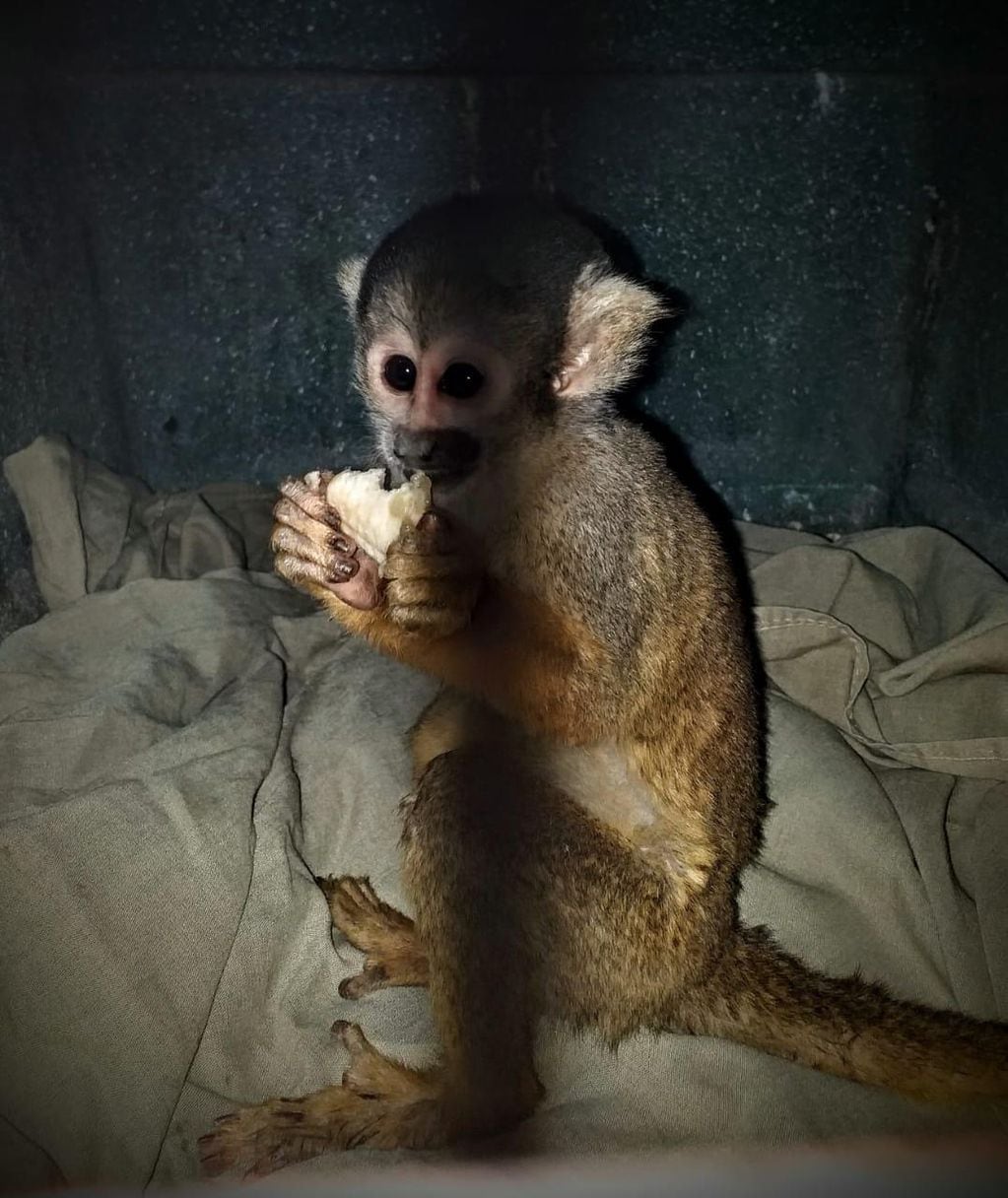 Ambiente y Seguridad rescatan a un mono cautivo que estaba atado en una casa en Guaymallén