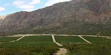 El Pedernal es el valle “top” para la vitivinicultura de la provincia vecina.