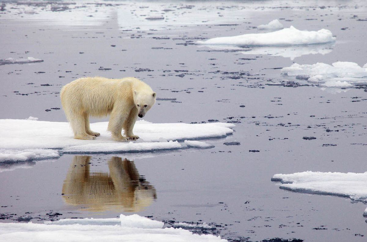 La región del Ártico sufre deshielos que parecen irreversibles y hay empresas que buscan hacer negocios sobre esas aguas. (Telam)