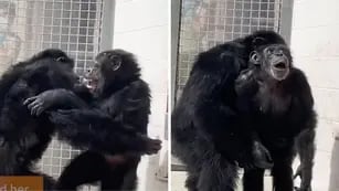 Video: la emocionante reacción de un chimpancé al ver el cielo por primera vez