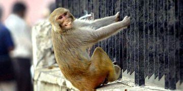 INDIA. Los monos son un verdadero problema.