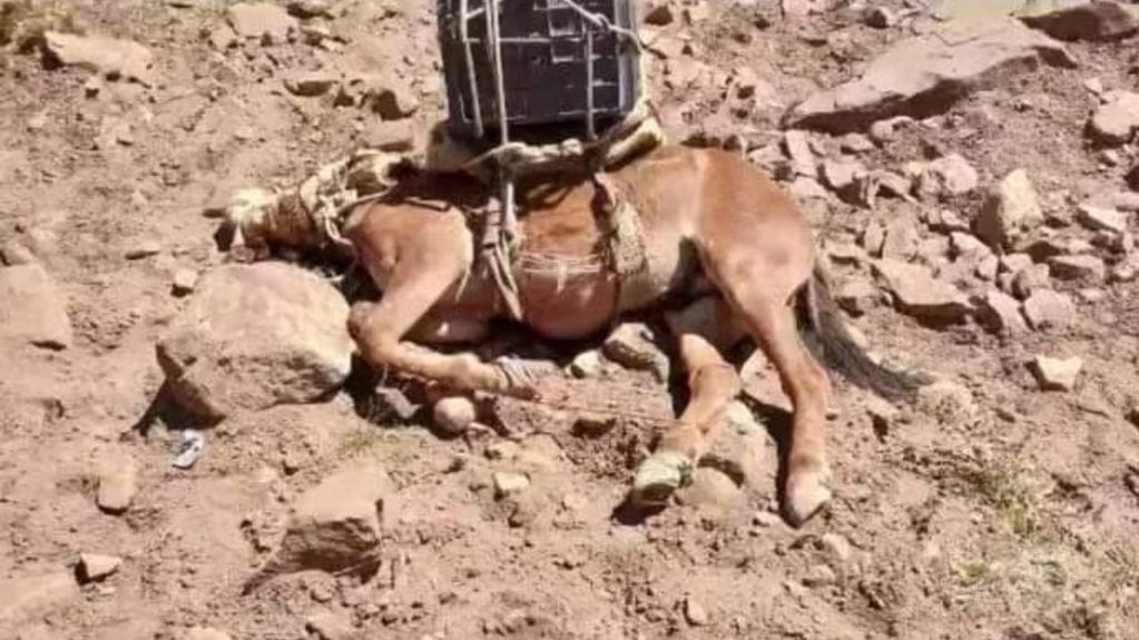 Denuncian maltrato animal hacia las mulas de carga en el Aconcagua.
