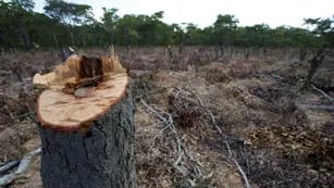 DESMONTE. Actualmente se conserva el 27 por ciento de la superficie originalmente ocupada por bosques nativos en Argentina. (Fundación Vida Silvestre)