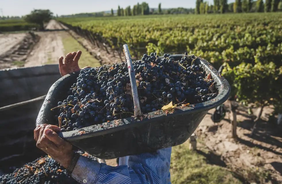 Desequilibrio. El 67% de la superficie implantada con viñedos está en manos del 14% de los productores registrados. Foto: Ignacio Blanco / Los Andes.