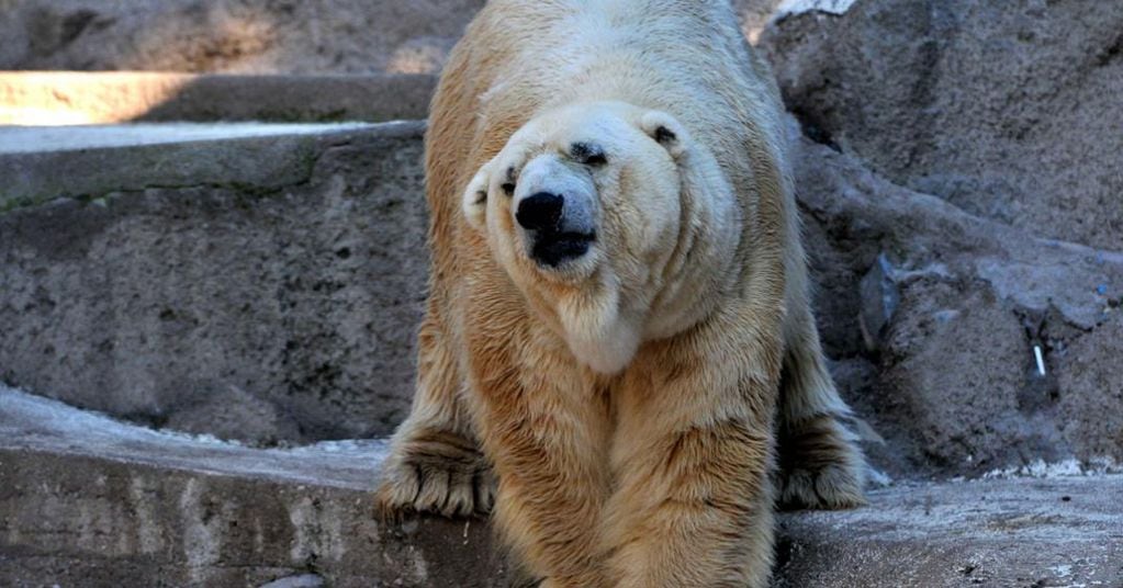 Historias del Zoo mendocino: Arturo, el oso polar que soportaba más 40° y que movilizó a todo un país. Foto: Archivo Los Andes.