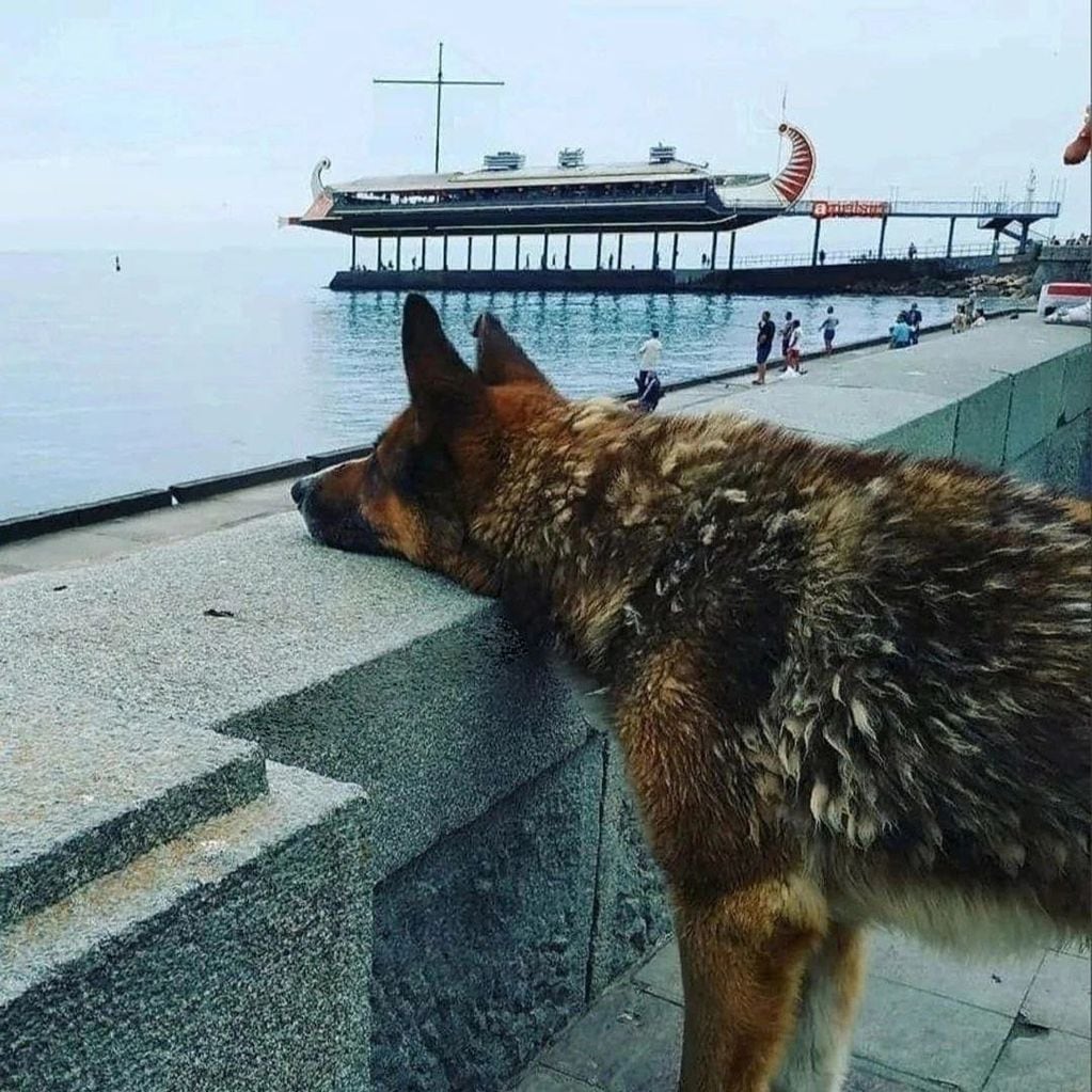 Se trata de Mukhtar, un perro oriundo de Yalta, Crimea. Foto: X / @msncol