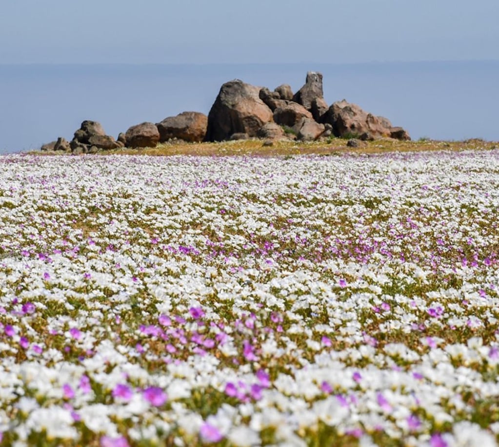Arenas blancas y aguas cristalinas: cómo llegar a Bahía Inglesa, la paradisíaca playa chilena al norte de La Serena.. Foto: Instagram @desiertoflorido1