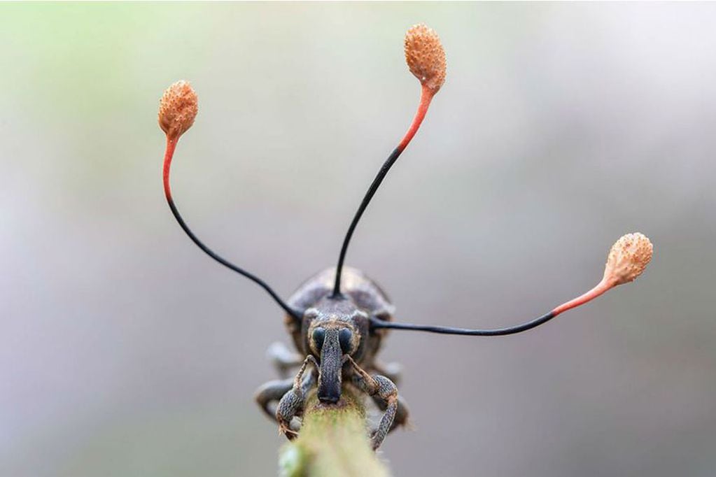 Un hongo colonizó y controló a un insecto hasta matarlo. Frank Deschandol
