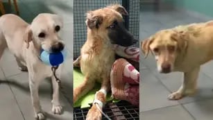 La nueva vida de Toto, Camilo y Roque, 3 perros rescatados al borde de la muerte y quienes disfrutan de la vida. Foto: Gentileza La Casita de Lula