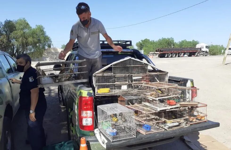 Las 50 aves rescatadas del tráfico ilegal fueron derivadas a un sitio especial en la provincia de San Luis.