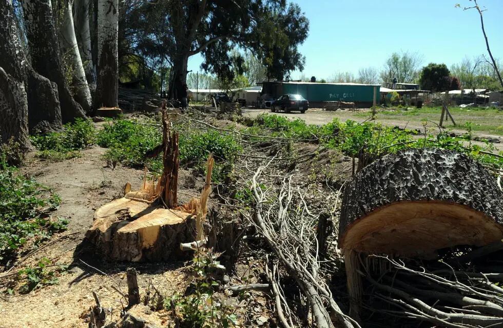 En 10 años se perdieron seis mil árboles por tala ilegal