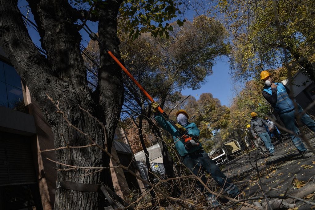 Las tormentas, temporales y granizadas dejaron unos 200 árboles caídos en el Gran Mendoza. Foto: Imagen Ilustrativa.