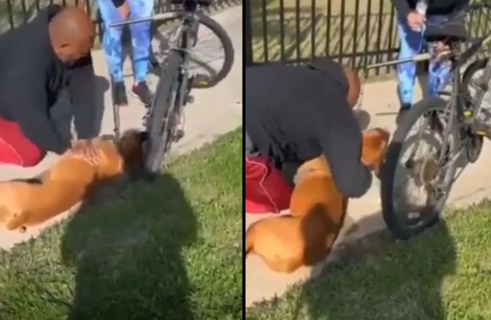El hombre le hizo RCP a su perro que se desmayó en plena vía pública y le salvo la vida.