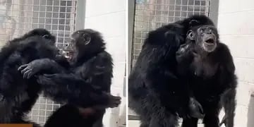 Video: la emocionante reacción de un chimpancé al ver el cielo por primera vez