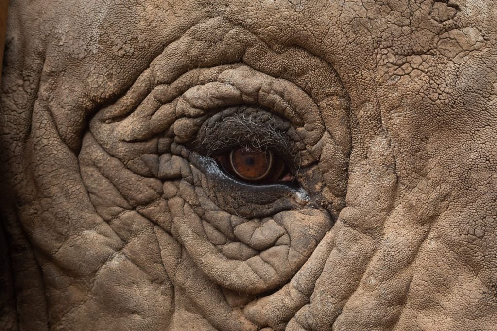 Kenya, la única elefanta africana que queda en Mendoza y que motivó las primeras visitas de entrenadores en 2018. Foto: Ignacio Blanco / Los Andes.